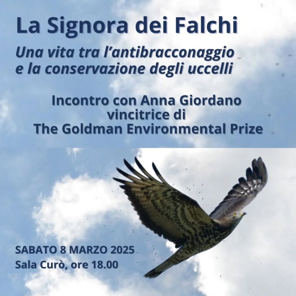 Signora falchi